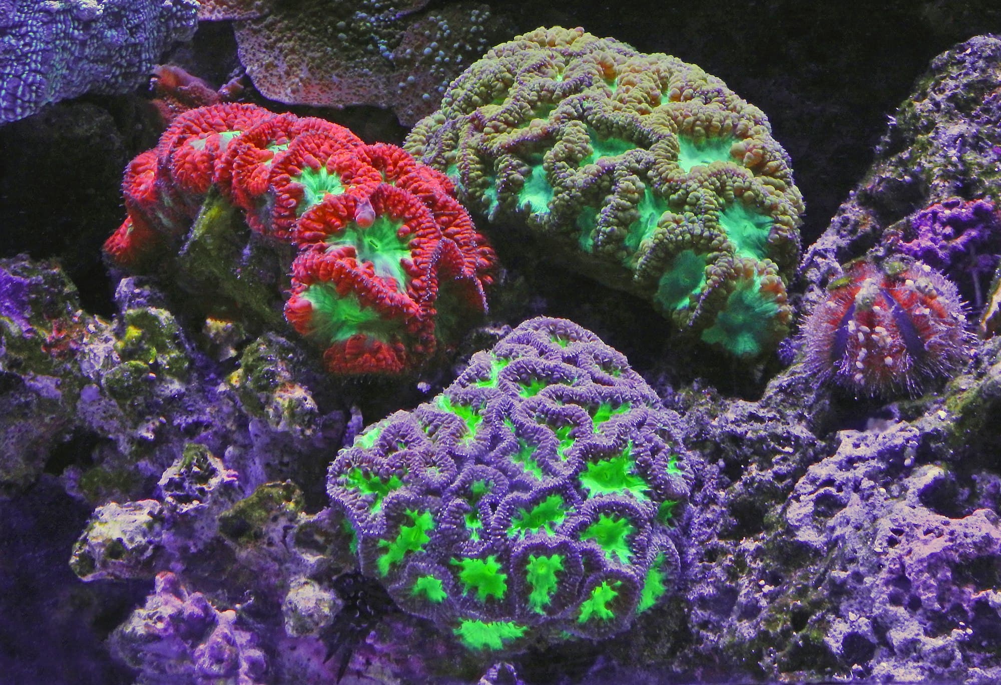 assorted-color coral reefs that look like brains