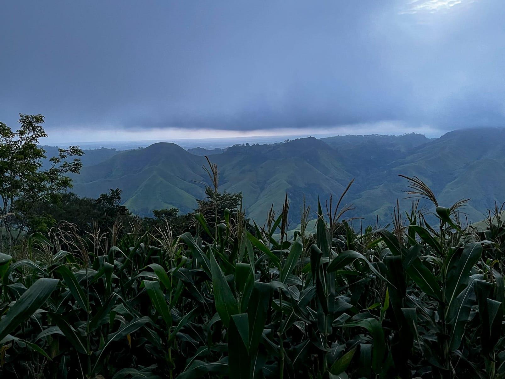 Stalks of farm crops growing on the side of the mountain.