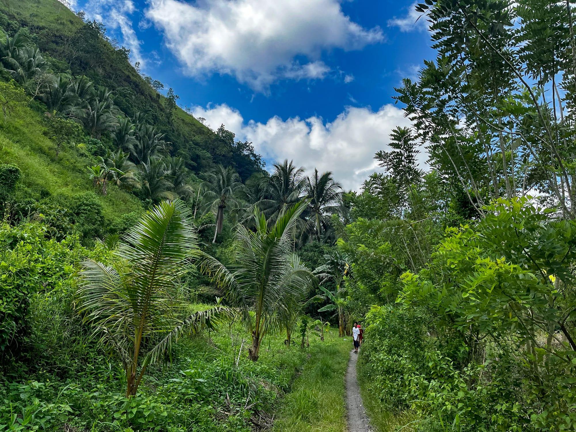 Mountain covered in trees and jungle life.