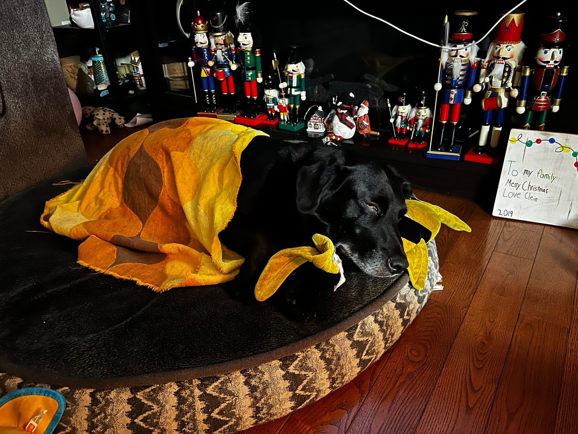 Cozy looking dog under a blanket.